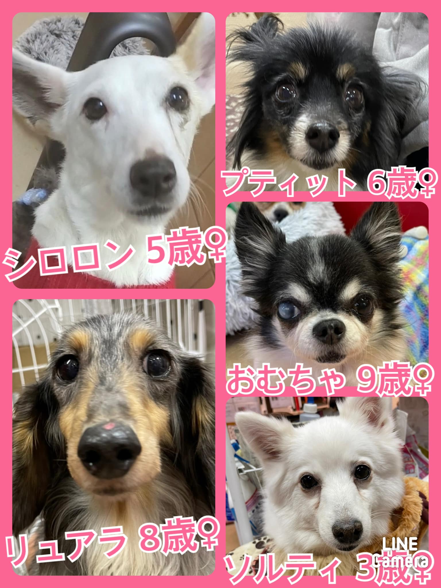 🐾今日の里親様募集中ワンコ🐶メンバーです🐾2021,12,25【保護犬カフェ天神橋店】